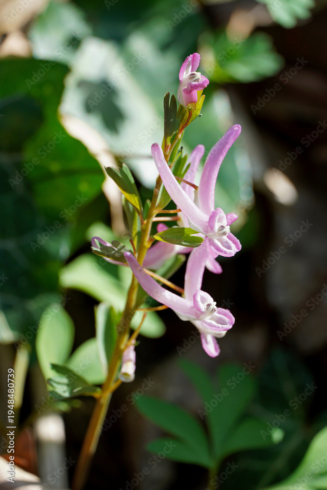 Obraz premium Close-up of a delicate forest plant Corydalis flower inflorescence pink hue nature flora spring