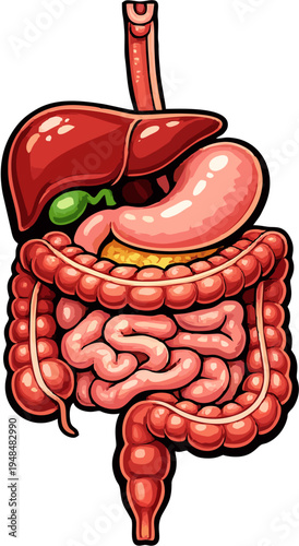 Human Digestive System Anatomy Vector