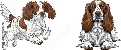 French Spaniel dog running energetic lying down relaxed pose set