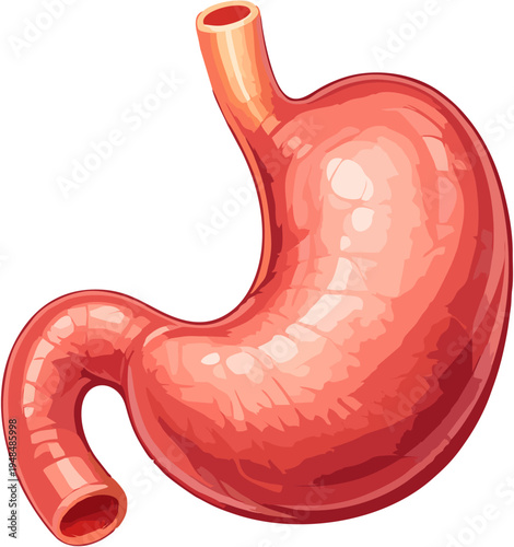 Human Stomach Anatomy Vector Illustration