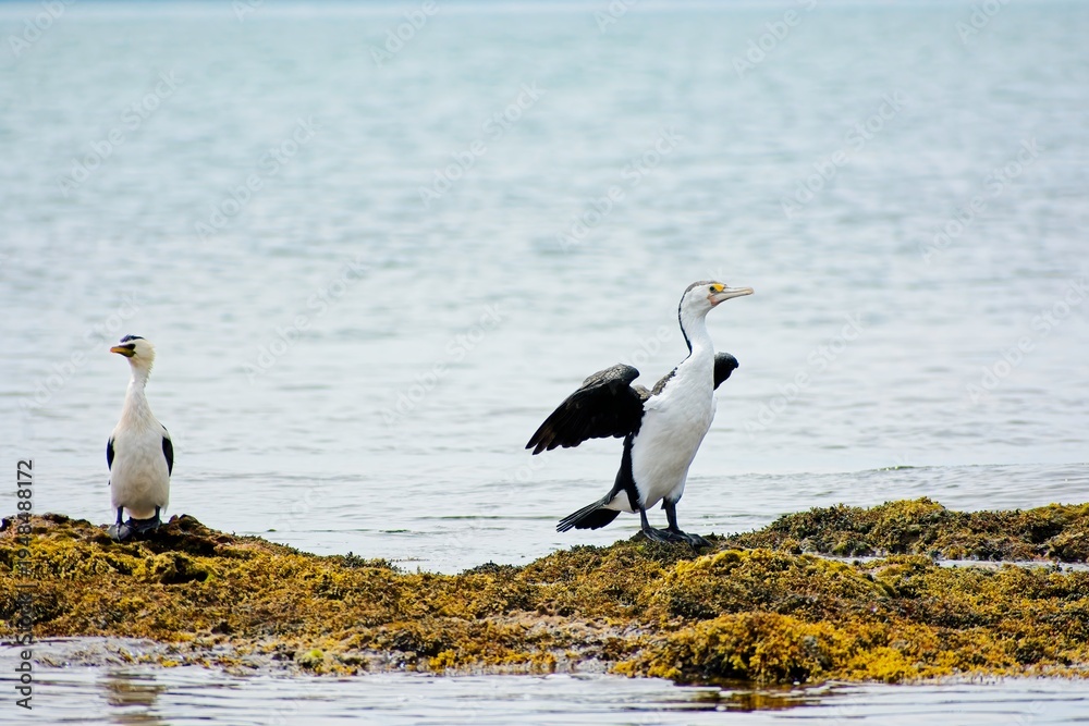 Fototapeta premium Pied cormorant (phalacrocorax varius) spread wings to dry, as little pied cormorant (microcarbo melanoleucos) watches, on exposed reef at low tide, Phillip Island, Victoria, Australia