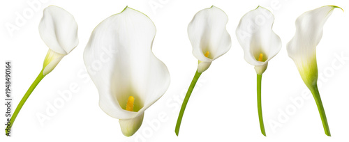 PNG Elegant white calla lilies arrangement element set on transparent background