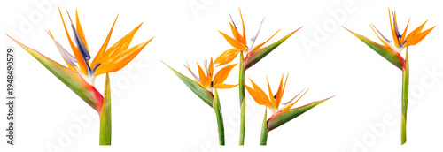 PNG Vibrant tropical bird-of-paradise flowers element set on transparent background