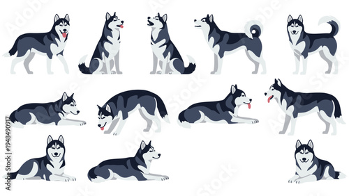 Large collection of siberian husky dogs in various natural poses including standing sitting lying down and playing.