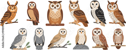 Cartoon owl collection, perched birds, wildlife illustration, nocturnal animals, forest species, cute vector art, colorful feathers, educational design, nature drawing, birdwatching graphic