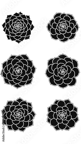 Black Echeveria Succulent Plant Symmetrical Pattern