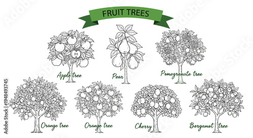 The fruit tree illustration shows various types growing.