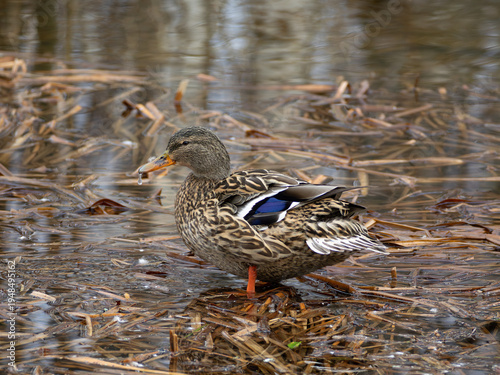 Female Mallard Duck in Marshy Wetland - Tranquil Nature Shot