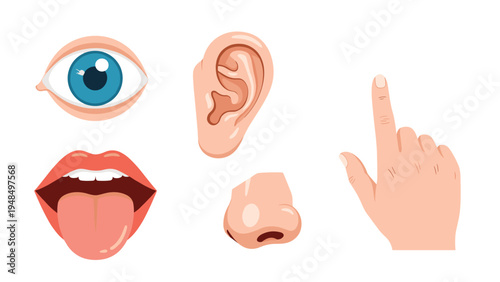 Detailed illustration of human sensory organs including eye, ear, mouth with tongue, nose, and a pointing hand to represent five basic senses.