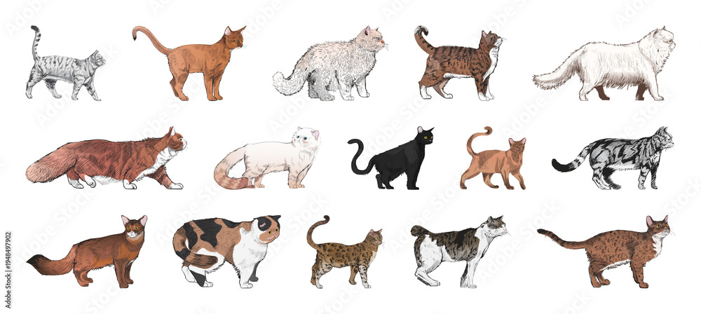 Obraz premium PNG Diverse illustrated cat breeds collection on transparent background