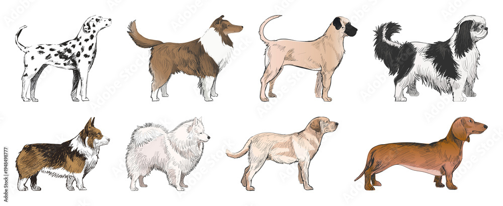 Obraz premium PNG Illustrated diverse dog breeds collection on transparent background