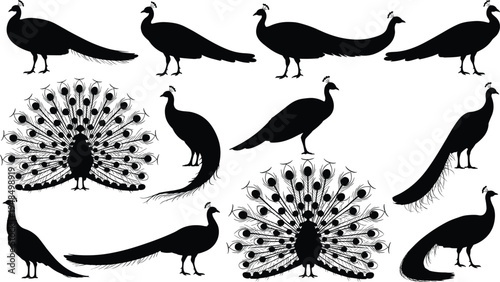 Peacock silhouette collection with different poses and feather display, elegant bird set isolated, wildlife animal flat vector illustration design