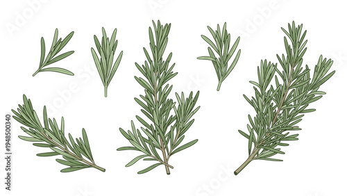 Collection of rosemary sprigs and leafy branches is illustrated in a detailed style for culinary and herbal uses.