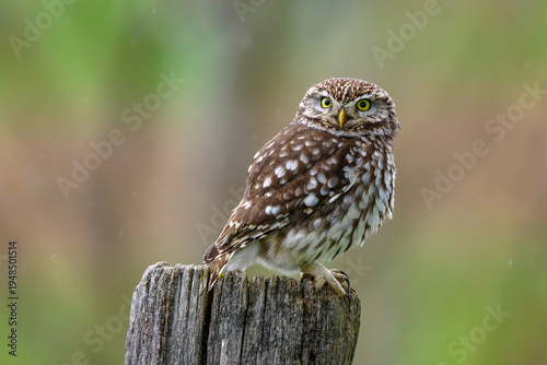 Tableau sur toile Steinkauz (Athene noctua)