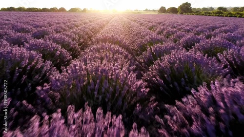 Lavender Field at Sunset - Aromatic Beauty and Golden Light.