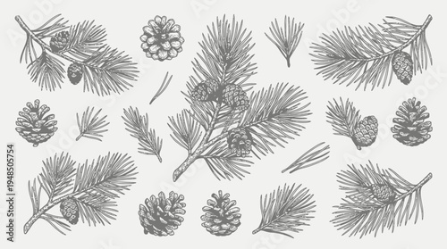 Botanical pine branch collection with needles cones and twigs