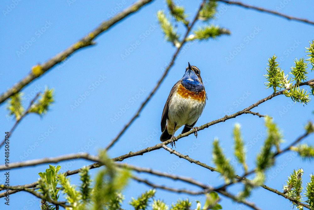 Fototapeta premium Weißsterniges Blaukehlchen (Luscinia svecica) Männchen