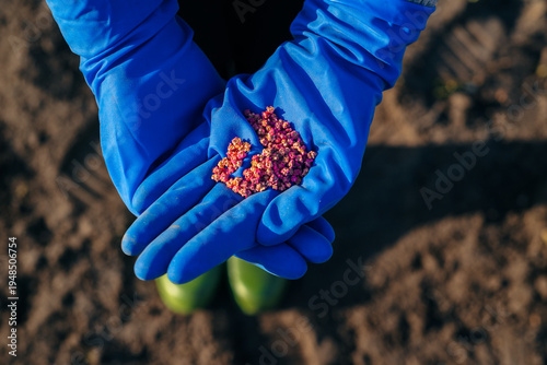 Farmer holding treated seeds in blue gloves before planting