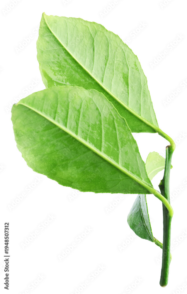 Obraz premium Fresh green leaves of citrus plant isolated on white