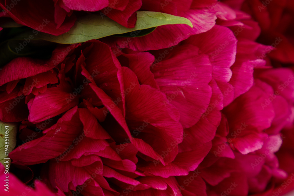 Naklejka premium Lush bouquet of deep red peonies on a white background.