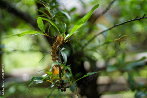 枝に止まる毛虫