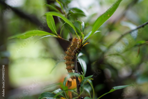 葉陰の毛虫マクロ
