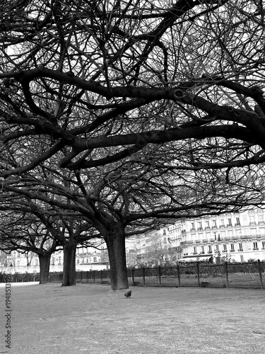 winter in the park