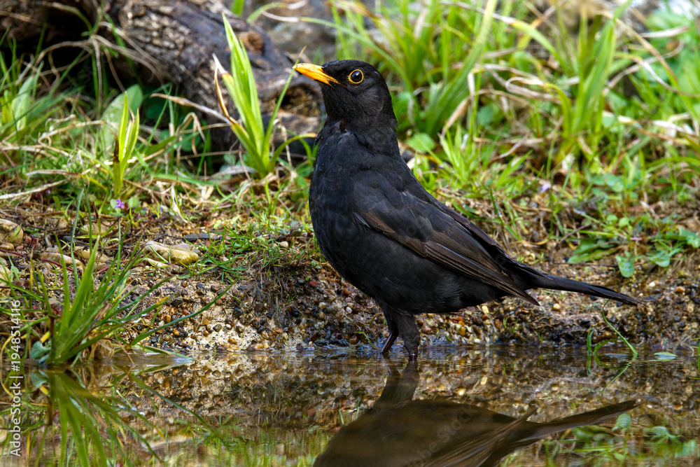 Obraz premium Amsel (Turdus merula) Männchen