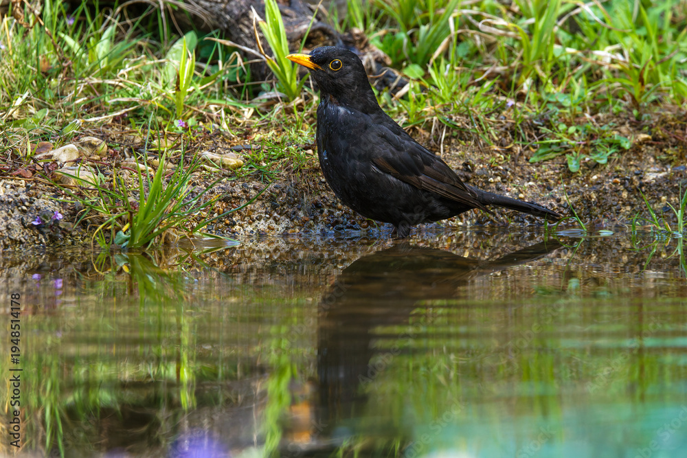 Obraz premium Amsel (Turdus merula) Männchen