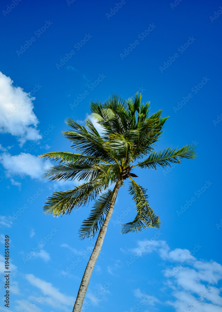 Fototapeta premium palmera y viento