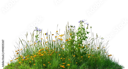 Photos Isolated wildflower patch, lush summer meadow blooms, tall grass plants, scenic