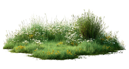 Isolated wildflower patch, lush summer meadow blooms, tall grass plants, scenic herbal groundcover