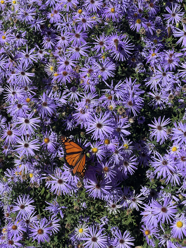 Monarch Butterfly and Asters