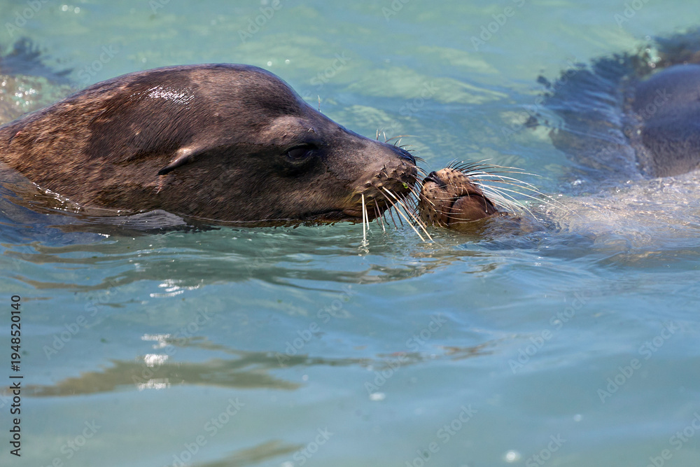 Obraz premium Seelöwe schwimmt mit seinem Nachkommen.