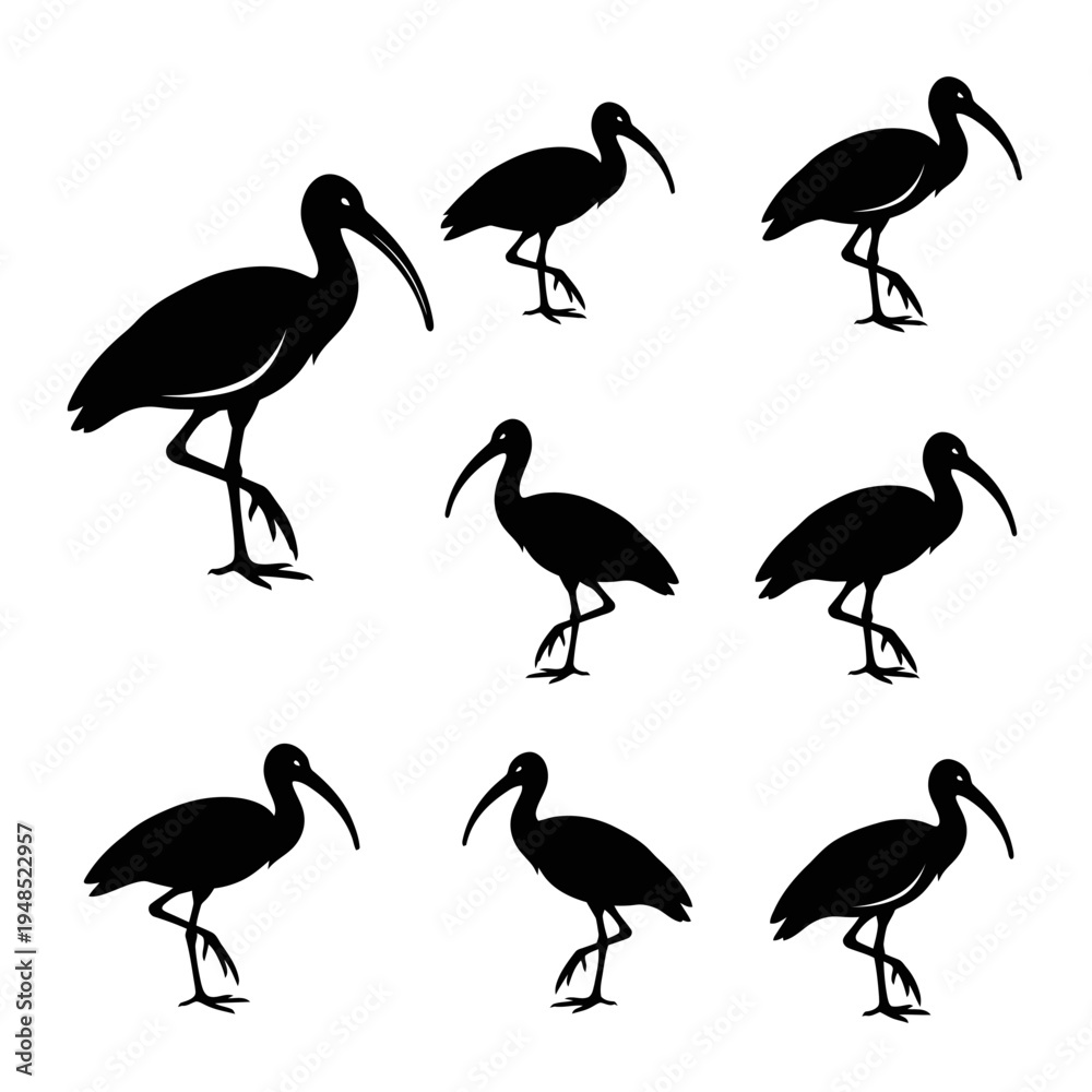 Obraz premium Black Ibis Bird Silhouettes Collection, Walking, Standing, Isolated