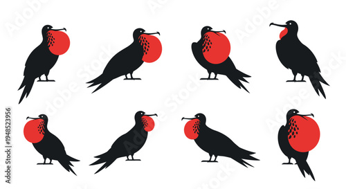 Frigatebird Collection: Male Displaying Red Gular Pouch