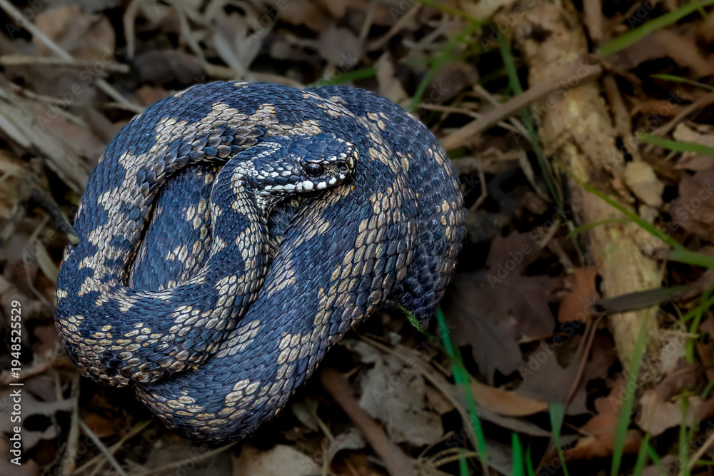 Fototapeta premium European adder (Vipera berus) coiled on woodland floor, Britain’s only native venomous snake