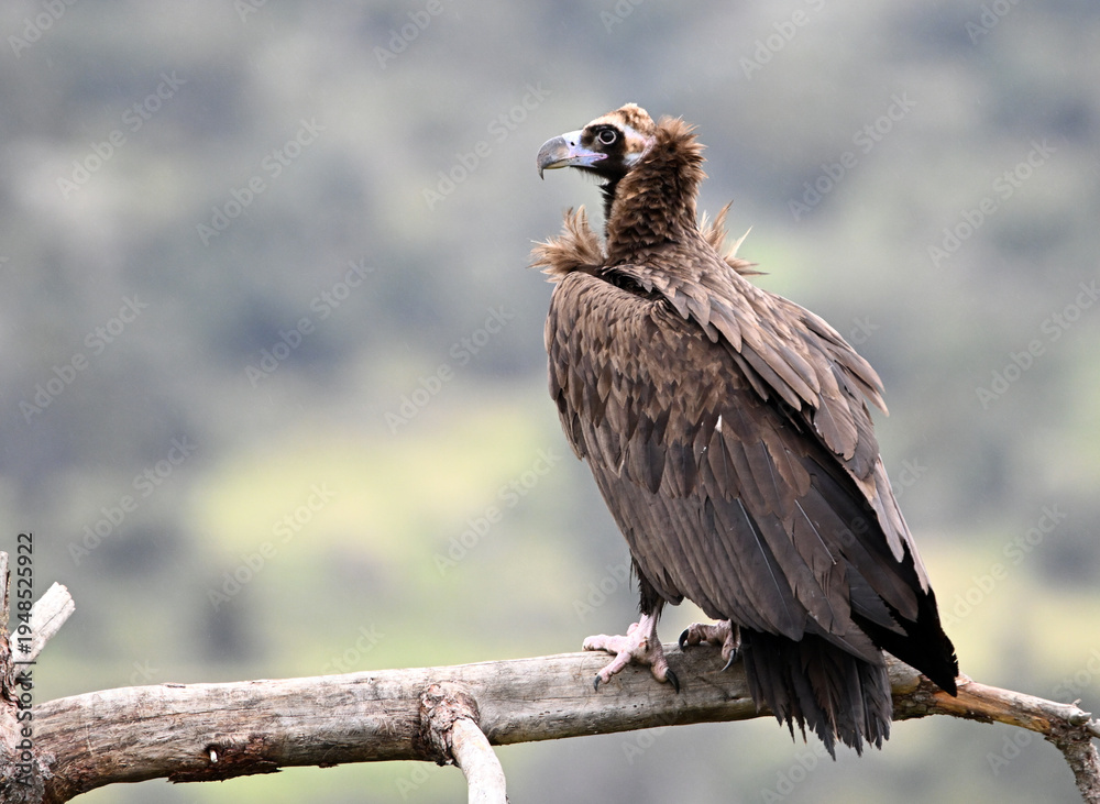 Fototapeta premium a large black vulture perched on a branch