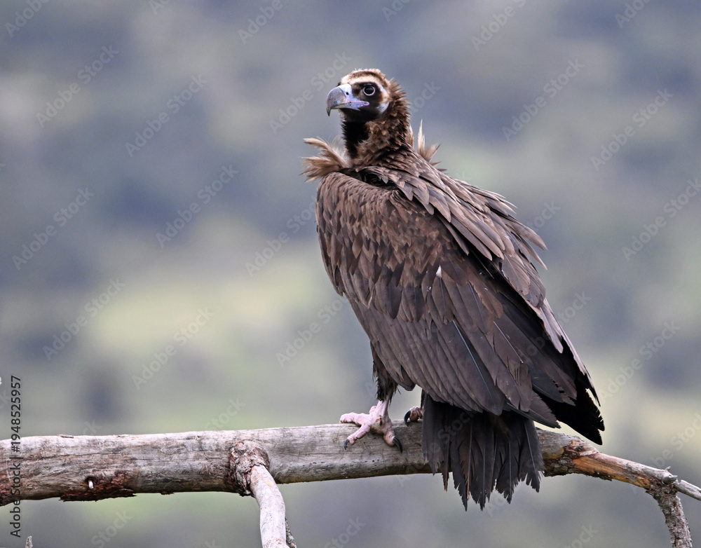 Fototapeta premium a black vulture posing on a branch on spain