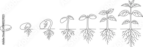 Plant growth stages illustrated from seed to small plant development
