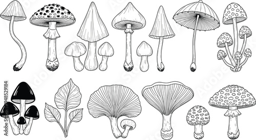 Collection of hand drawn black and white mushroom sketches and forest fungi line art illustrations isolated on white background for botanical and nature designs.