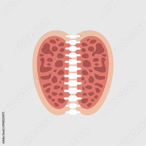 Anatomical illustration of a kidney cross-section.