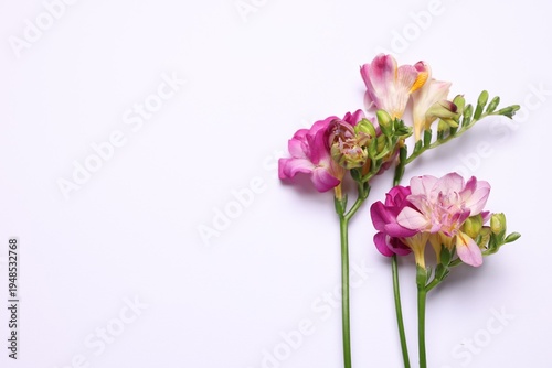 Bright freesia flowers on white background, flat lay. Space for text