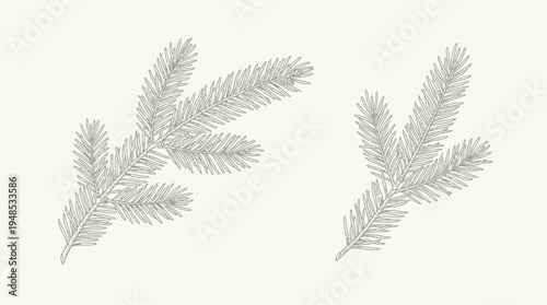 Two evergreen fir twigs in delicate minimal botanical line work