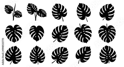 Tropical Monstera Deliciosa Leaf Silhouette Set Vector Illustration Botanical Design Elements
