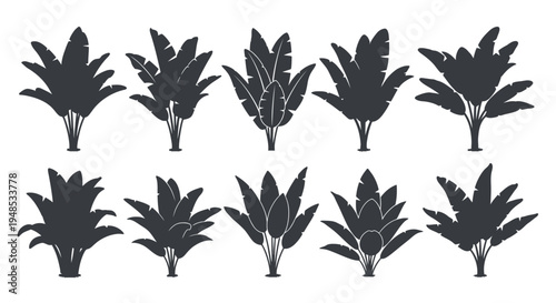Tropical Banana Leaf Plant Silhouette Icon Set Vector Illustration