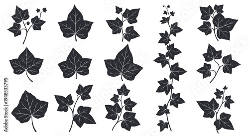 Ivy Leaf Silhouette Vector Collection Botanical Garden Vine Plant Icons Illustration