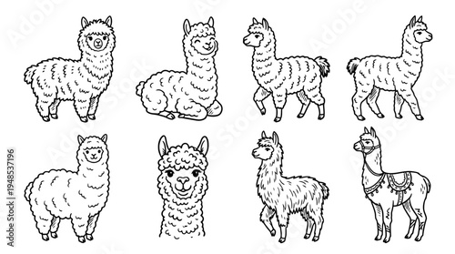alpaca, Hand-drawn outline doodle sketches vector set collection , white background , PNG and SVG isolate