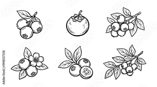 blueberry, Hand-drawn outline doodle sketches vector set collection , white background , PNG and SVG isolate
