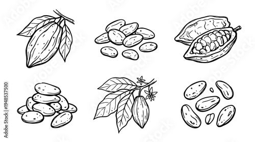 cacao bean, Hand-drawn outline doodle sketches vector set collection , white background , PNG and SVG isolate